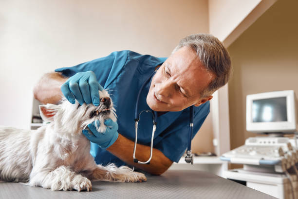 Best Emergency Broken Tooth Repair in Carrier Mls, IL